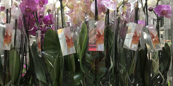 orchidee